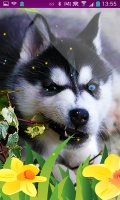 husky